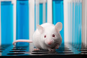 Protein shown to suppress breast cancer growth in mice