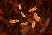 New drug-resistant form of E. coli rapidly spreading