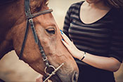 Therapeutic horseback riding can lower PTSD symptoms