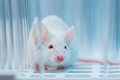 Mouse study questions whether tau protein leads to brain degeneration after TBI 
