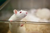 Rat study: Brain injury can cause PTSD without psychological stressors