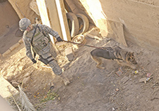 An Air Force dog handler attached to the U.S. Army 25th Infantry Division searches for explosive devices during a raid in Iraq in 2006.