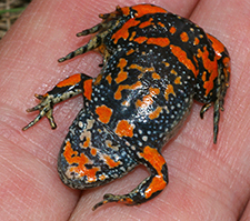 The European fire-bellied toad has a chemical in its skin—now simulated in labs—that binds with cancer cells and is helping scientists develop targeted chemotherapy. (Photo by Christian Fischer via Wikimedia Commons)  