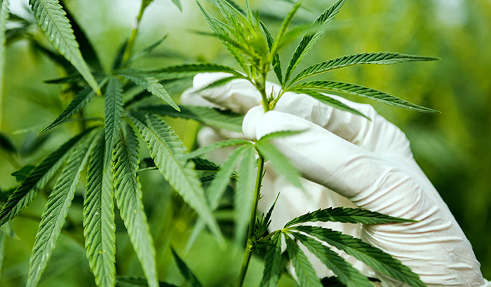 Hemp and marijuana both refer to the <em>cannabis sativa</em> plant and its products. Different varieties of the plant, however, can contain different levels of chemical compounds, and that is what distinguishes hemp from marijuana. (Photo: ©iStock/Nastasic)</p> 