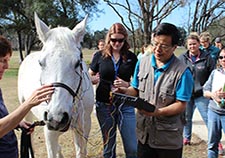 Dr. Huisheng Xie, director of the Chi Institute of Traditional Chinese Veterinary Medicine in Florida, trains students in administering electroacupuncture to a horse. He collaborated with VA's Dr. Fletcher White and others on a study of the therapy's mechanisms.  