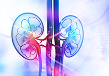 The kidneys clean blood by removing excess fluid, minerals, and wastes to make urine.