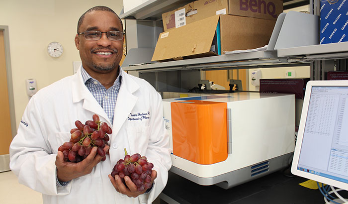 Dr. Tamaro Hudson is studying the effect of muscadine grape extract on prostate cancer. (Photo by Mitch Mirkin. Non-muscadine grapes shown for illustrative purposes.)  