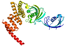A stress gene known as FKBP5 figures prominently in Dr. Rachel Yehuda's findings on how trauma may be transmitted from one generation to the next. The ribbon drawing depicts the protein coded for by the gene. <em>(Image via Wikimedia Commons) </em><
