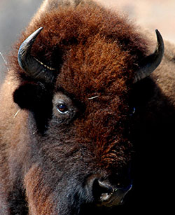   This bison was photographed at Wildlife Prairie State Park in Illinois. VA researchers have confirmed that bison meat is healthier than beef for the heart.