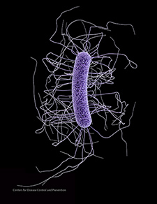 Strains of <i>C. difficile </i>that are resistant to antibiotics may be pushed to spew out more toxins—and become more dangerous—when they are exposed to relatively low doses of the drugs, suggests a VA study. <em>(Illustration: Centers for Disease Control and Prevention)</em>