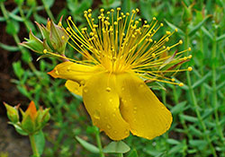   VA researchers are collaborating with scientists from Britain to study the anti-bacterial properties of <em>Hypericum olympicum</em>, commonly known as St. John's Wort. <em>(Photo by H. Zell, via Wikimedia Commons)</em>.
