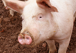 The increasing population of swine raised in densely packed facilities and exposed to antibiotics may raise the risk of drug-resistant germs such as MRSA being transmitted to people, suggests a new VA study. 