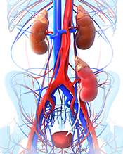 Antiviral drugs could increase kidney transplant options for patients with hepatitis C