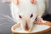 Mouse study explores benefits of calorie restriction - Photo: ©iStock/Eduard Lysenko