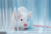 Mouse study: Potential stroke treatment only effective in males - Photo: ©iStock/D-Keine