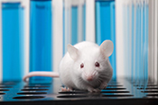 Stem cells accelerate diabetic wound healing in mouse model - Photo: ©iStock/dra_schwartz