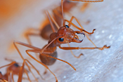 Fire ants may hold key to psoriasis treatment