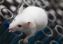 Mice exposed to methamphetamine display impaired memory.