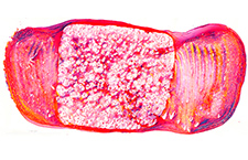 A microscope image of a disc made in Dr. Harvey Smith's lab. (Courtesy of Smith lab)) 