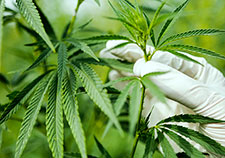 San Diego VA study testing cannabidiol—a compound derived from cannabis—for PTSD
