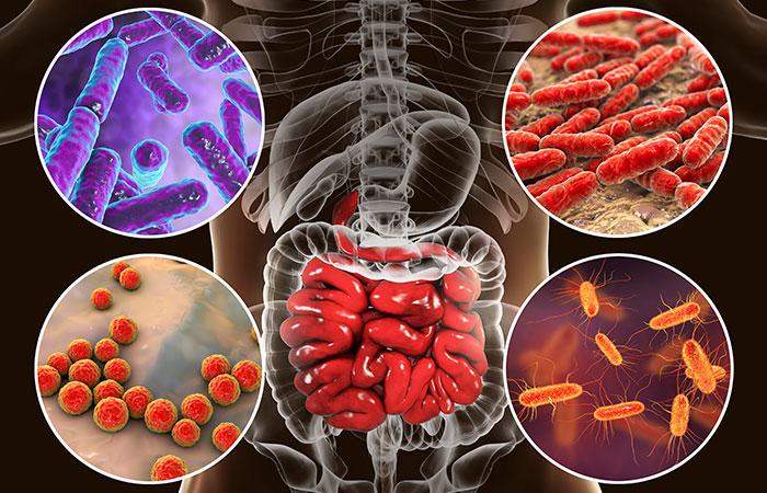 The intestines are home to hundreds of species of bacteria. New research suggests that antibiotics may disrupt bacteria in the gut in a way that increases the risk of diabetes. (Illustration: ©iStock/Dr_Microbe))> 