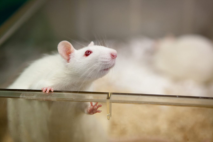 In a study by a team that included a VA researcher, rats were fed a high-fat diet to induce weight gain and then treated successfully with a hormone-based drug that reduced food intake and body weight. (Photo for illustrative purposes only: Â©GettyImages/fotografixx) 