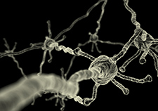 The brain's neurons are able to efficiently relay messages to each other with the help of myelin, a fatty white substance that insulates neuronal fibers.  
