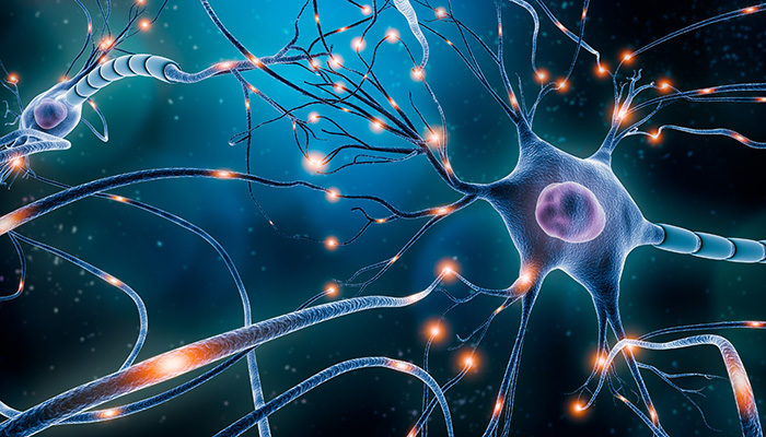 image of a neuron - Â©iStock/libre de droit
