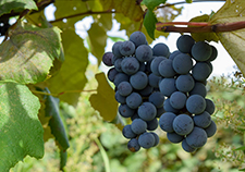 Grape juice may have the potential to improve cognitive performance in Gulf War Veterans