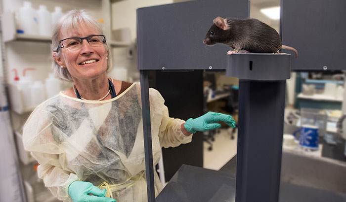 Dr. Deborah Finn observes a mouse in a lab device designed to measure anxious behaviors. Mice with less anxiety spend more time on open, unprotected arms within the apparatus, as shown in the photo. (Photo by Michael Moody)   