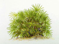 Saw palmetto (Illustration by Elizabeth Smith, lizardart.com)