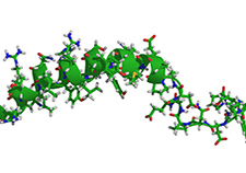 Researchers believe that neuropeptide Y, a chemical secreted by the brain and shown here in a molecular diagram, may play a key role in emotional
    resilience to trauma and the prevention of PTSD.