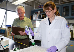   Dr. Charles Wilkinson looks on as Elizabeth Colasurdo performs a hormone lab test. Wilkinson's group at the VA Puget Sound Health Care System and University of Washington have found low levels of several brain hormones in Veterans affected by traumatic brain injury.