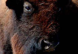 Bison edges beef in nutrition study 
