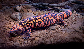 Diabetes drug from Gila monster venom