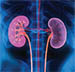 Kidney Disease icon