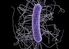 VA researchers at Minneapolis VA Health Care System will examine the home use of fecal transplants to combat recurrent C. difficle infection. (Illustration: Centers for Disease Control and Prevention) 